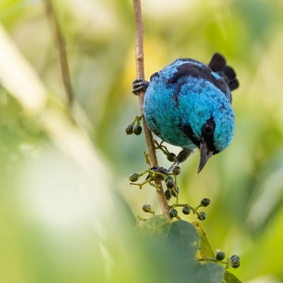 Black-legged-Dacnis.