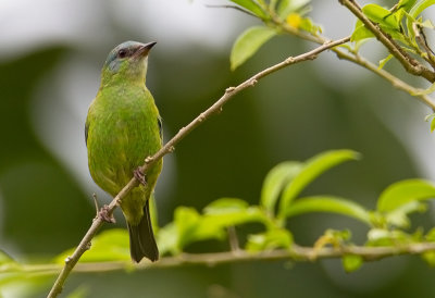 Blue Dacnis (f)