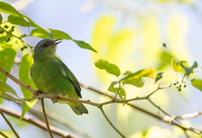 Blue Dacnis (f)