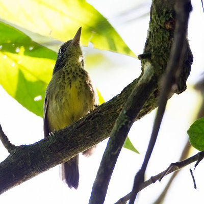 Spot-breasted Antvireo