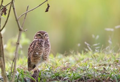 Burrowing Owl 