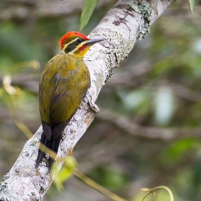 White-browed Woodpecker