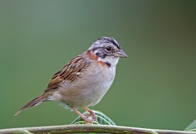 Rufous-collared Sparrow