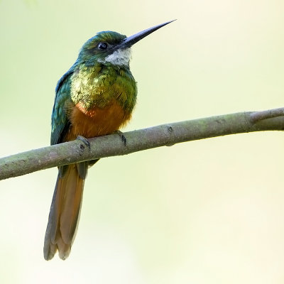 Rufous-tailed Jacamar