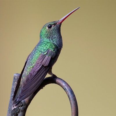 Glittering-throated Emerald