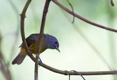 Grey-hooded Flycatcher