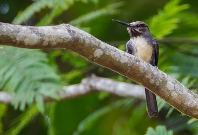 Tree-toad Jacamar