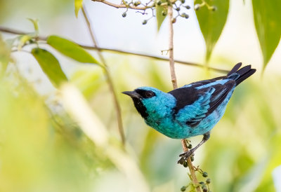 Black-legged Dacnis