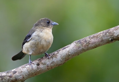 Black-goggled Tanager ('f)