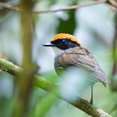 Black-cheeked Gnateater