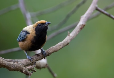 Burnished Buff Tanager