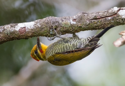Withe(or) Yellow Browed Woodpecker