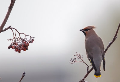 Bohemian Waxwings 