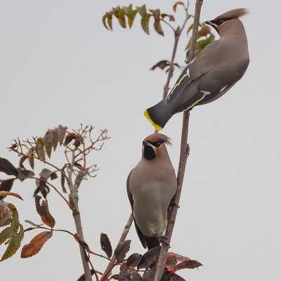 Bohemian Waxwings 