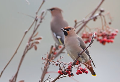 Bohemian Waxwings 