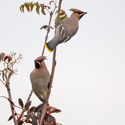 Bohemian Waxwing