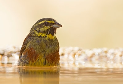 Cirl Bunting