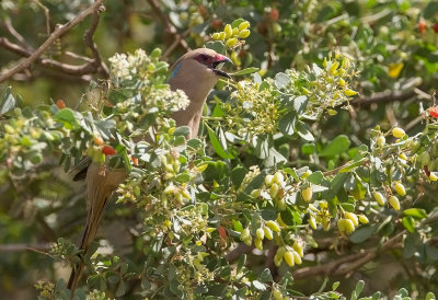 Blue -naped Mousebird