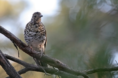 Bassian Thrush