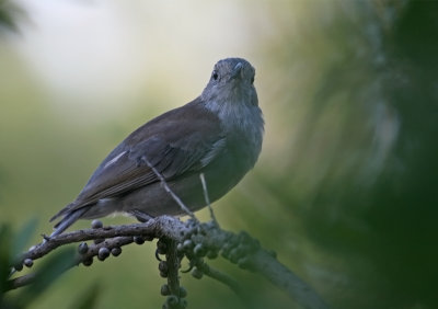 Sandstone Shrike Thrush