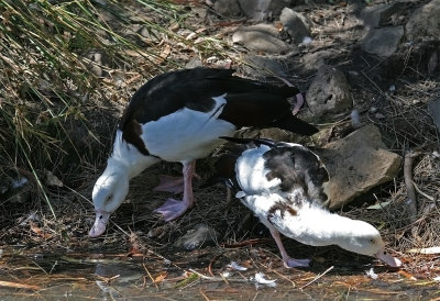 Radjad Shelduck