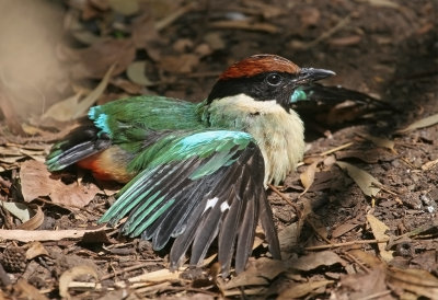 Noisy Pitta