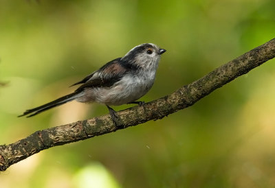 Long-tailed Tit