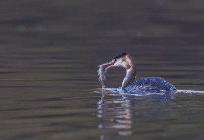 Great -crested Grebe