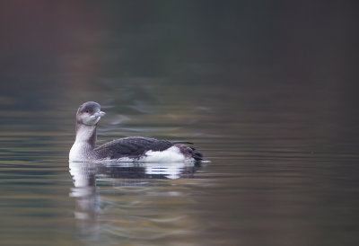 Black-throated Loon