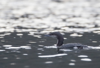 Black-throated Loon