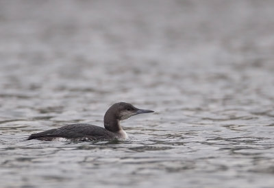 Black-throated Loon