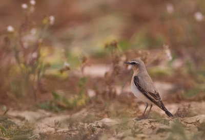 Northern Wheatear