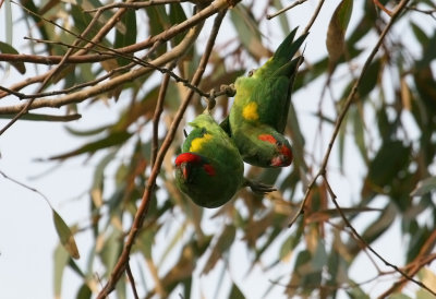 Musk Lorikeet