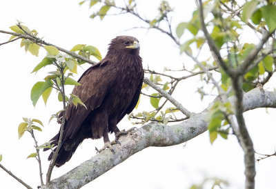 Lesser-spotted Eagle or Indian Spotted Eagle