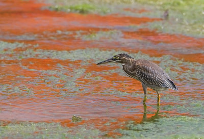 Striated Heron