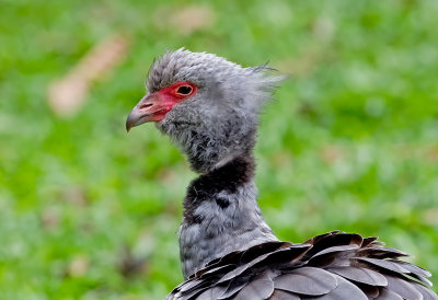 Southern Screamer