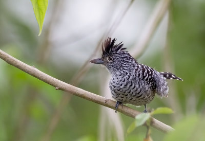 Barred Antshrike