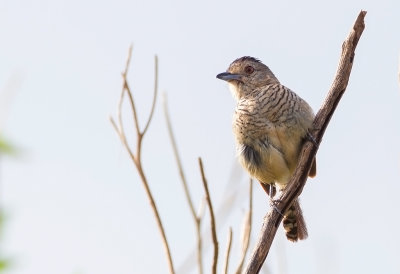 Chestnut-backed Antshrike