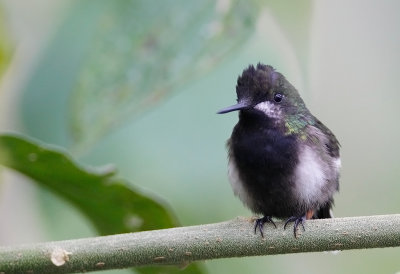 Black-bellied Thorntail (f)