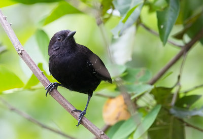 Mato-grosso Antbird