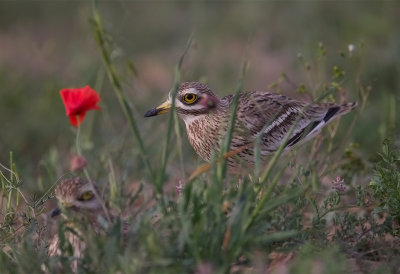 Eurasian Stone Curlew