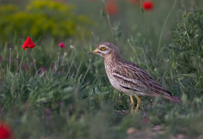 Eurasian Stone Curlew