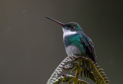 White-throated Hummingbird