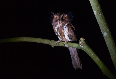 Feline Owlet Nightjar