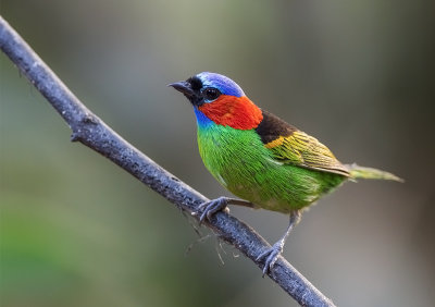 Red-necked Tanager