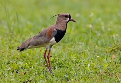 Southern Lapwing