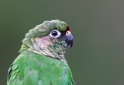 Maroon-bellied parakeet
