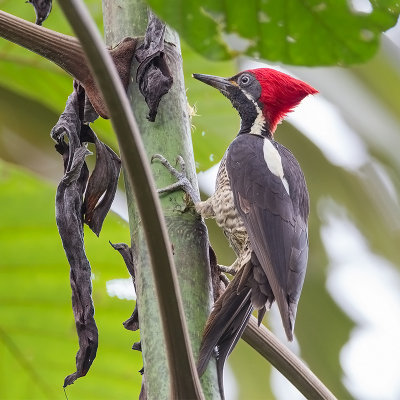 Lineated Woodpecker.
