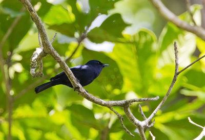 Shinning flycatcher or Black Monarch