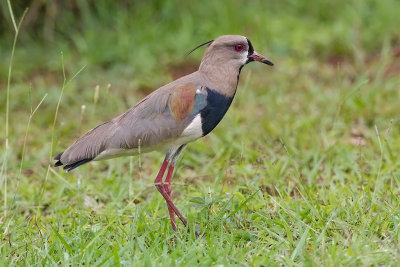 Southern Lapwing